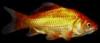 Goldfish