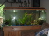 55 gallons