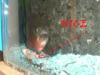 Red Belly Piranha