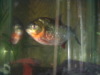 Red Belly Piranha
