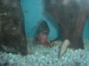 Red Belly Piranha