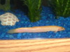 Weather Loach