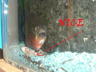 Red Belly Piranha