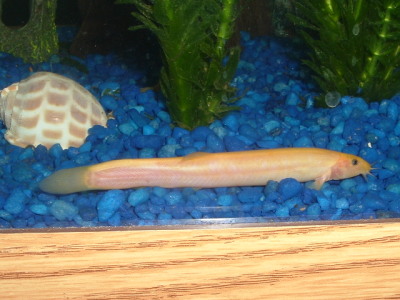 Weather Loach